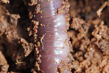 Earthworm in soil.  Image source:  Fir0002/Flagstaffotos via Wikimedia Commons