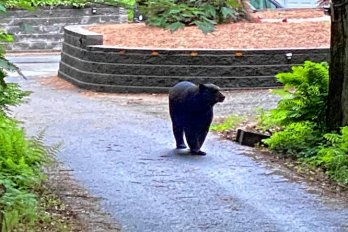 A Black bear takes a stroll along a gravel driveway and gardens in a front yard.