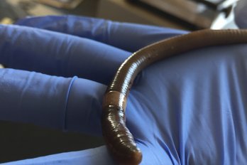 Earthworm beign held by hand in blue surgical glove.