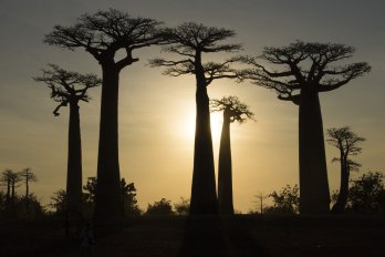 Sillhouettes of Boabab trees in Madagascar at sunset.