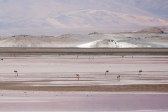 Flamingos feeding on salt flats