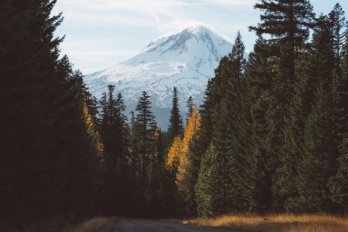Conical snow-capped volcano in the Pacific Northwest U.S., as viewed from a forest road lined with conifers