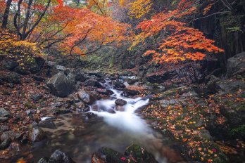 Long-exposure photo of stream flowing through forest in Autumn with red maple above small waterfall