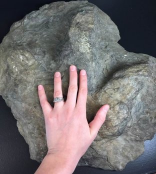 Cast of Eubrontes fossil (3-toe'd dinosaur footprint) with (living) human hand resting upon it.