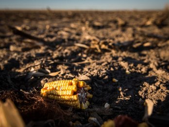 Partial ear of dent corn lying in barren field.