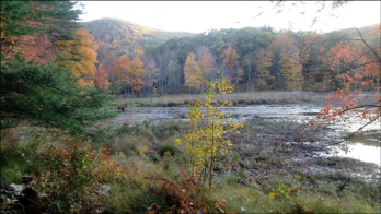 New England wetland in autumn with orange-gold foliage on trees.