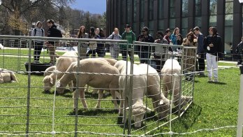 A crowd of students watched a crowd of sheep in a pen on the lawn of the Isenberg Business School
