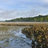 A tidal flat with wetland vegetation along the Hudson River. Image source: Cornell University
