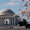 Jefferson Memorial on a blue sky day with blooming cherry blossoms in foreground