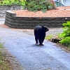 A Black bear takes a stroll along a gravel driveway and gardens in a front yard.