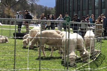 A crowd of students watched a crowd of sheep in a pen on the lawn of the Isenberg Business School