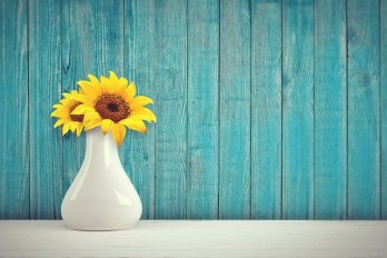 Sunflowers in a white vase on a white surface against indigo-stained wooden clapboards