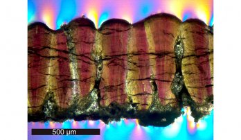 A dinosaur eggshell fossil in cross-section under a microscope using cross-polarizing light. Source: Yale University