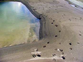 Cropped photo of water next to a sandbar with animal footprints in the sand.  The  water reflects a greenish-yellow-blue sky.