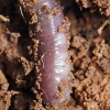 Earthworm in soil.  Image source:  Fir0002/Flagstaffotos via Wikimedia Commons