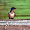 Blue barn swallow perched on piece of wood. Source: Daily Hampshire Gazette