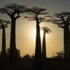 Sillhouettes of Boabab trees in Madagascar at sunset.