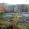 New England wetland in autumn with orange-gold foliage on trees.